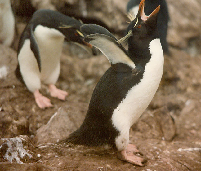 Penguin Picture - Penguin Squawk